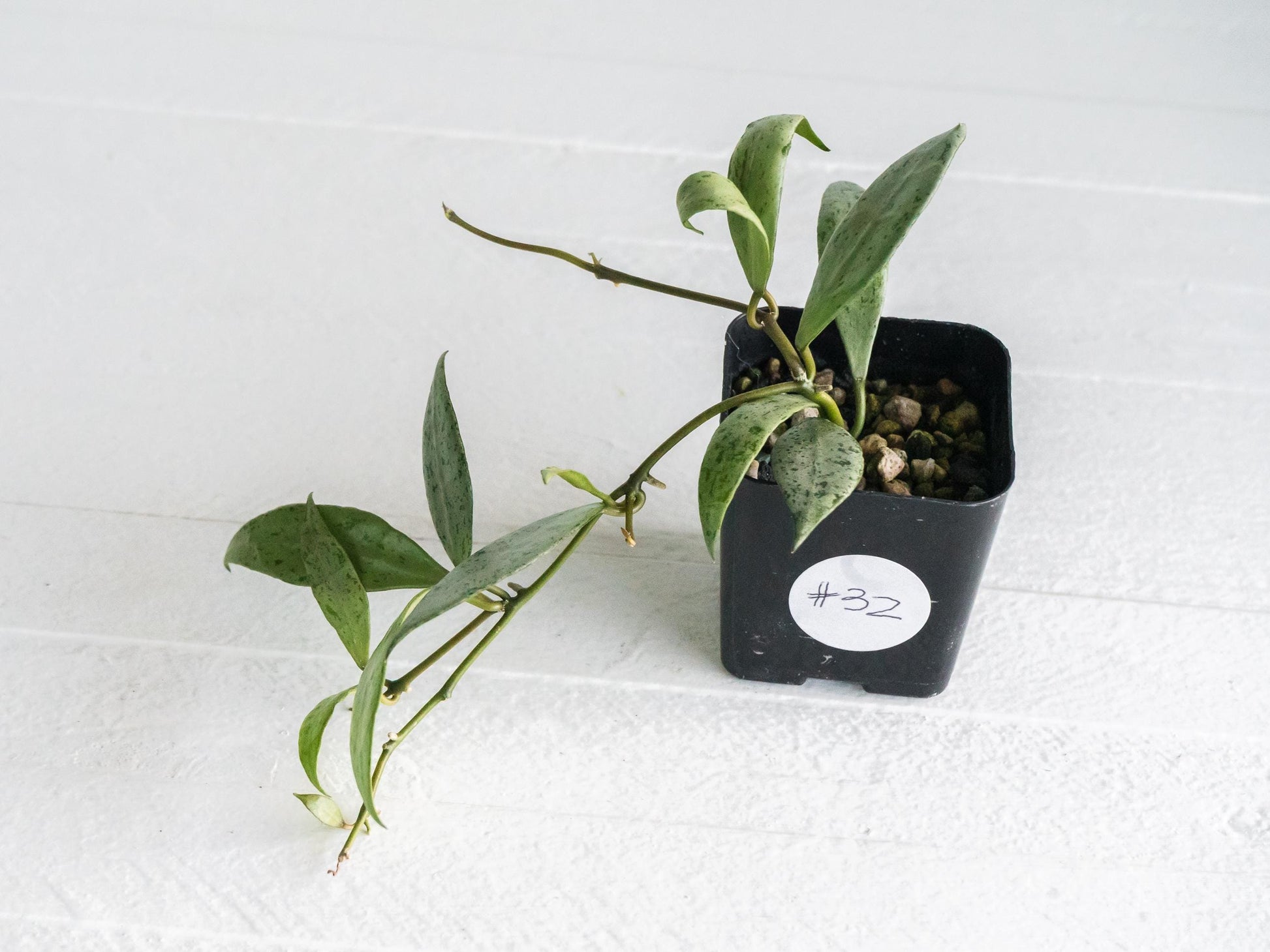 Hoya lacunosa 'Silver Lime' | 2-Inch