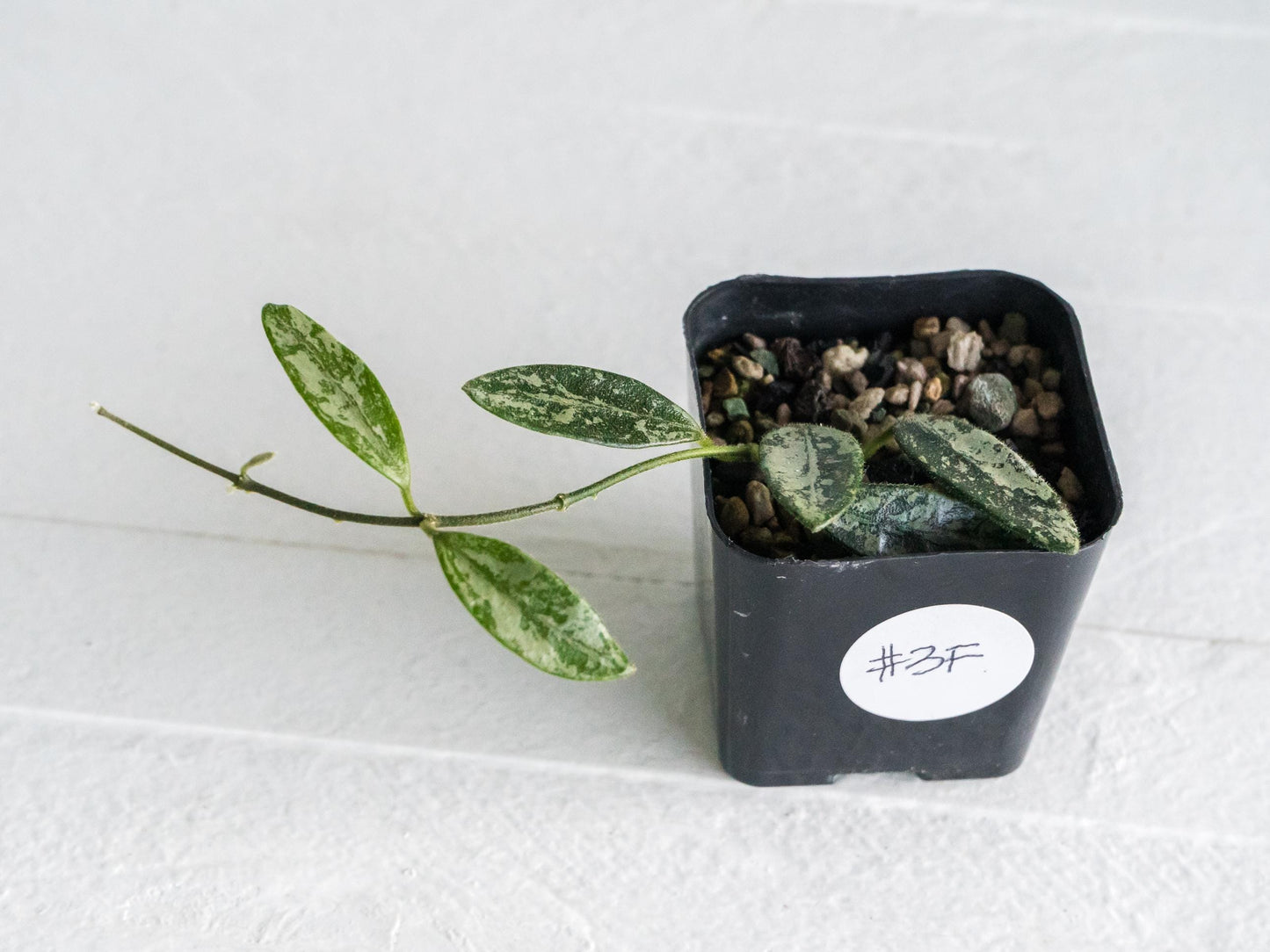 Hoya lima (Splash) | 2-Inch