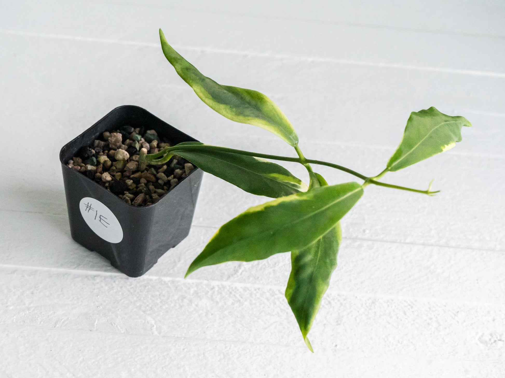 Hoya pimenteliana (Albo / Outer Variegated) | 2-Inch