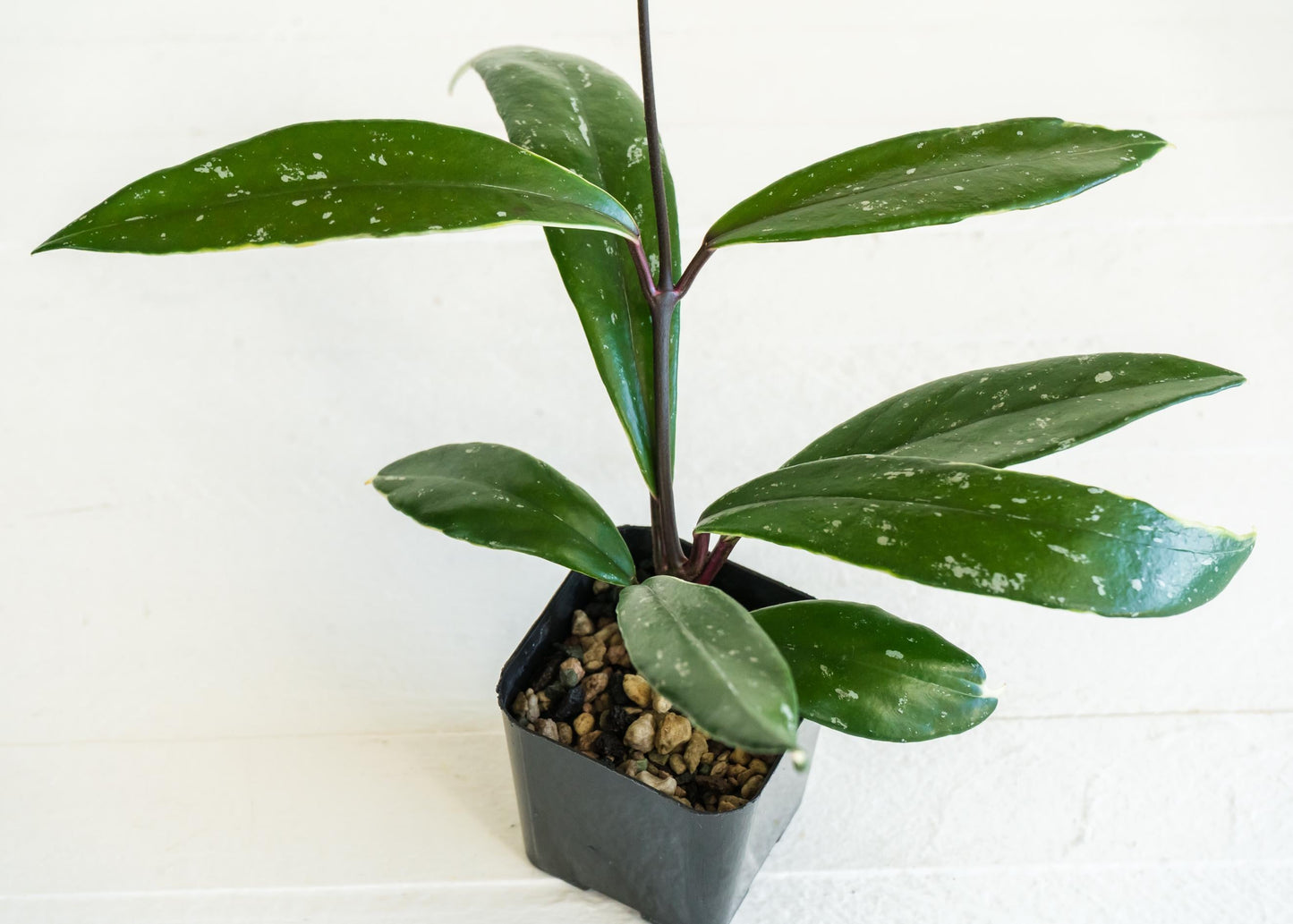 Hoya pubicalyx (Albo, Splash) | 2-Inch