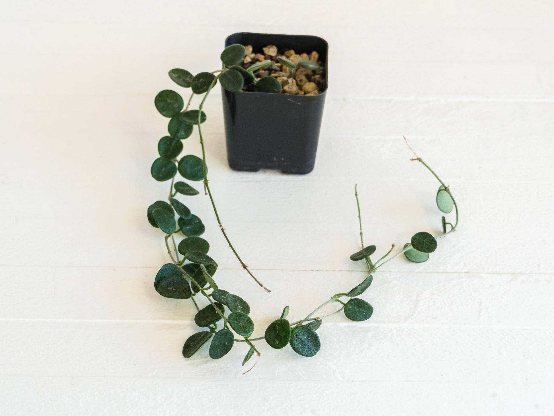 Hoya serpens | Large 2-Inch