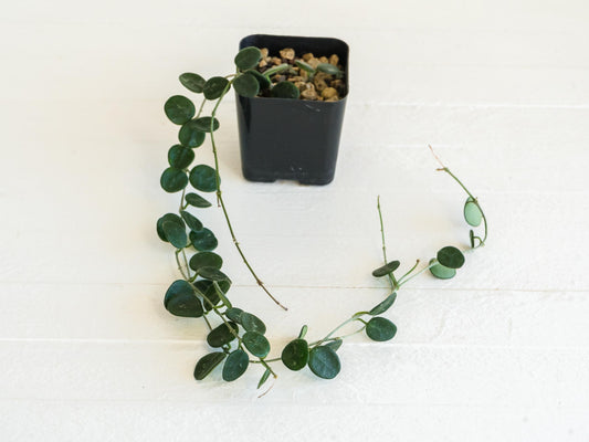 Hoya serpens | Large 2-Inch