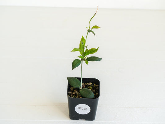 Hoya microdwarf (NS12-323) | 2-Inch