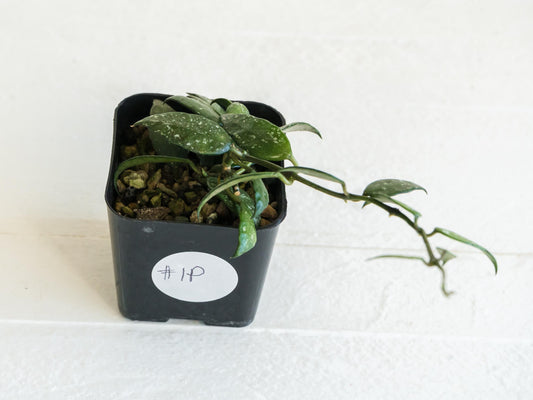 Hoya lacunosa 'Perangin Durian' IML-1896 | 2-Inch