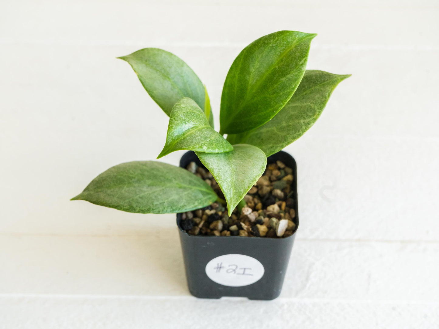 Hoya obscura (Silver) | 2-Inch