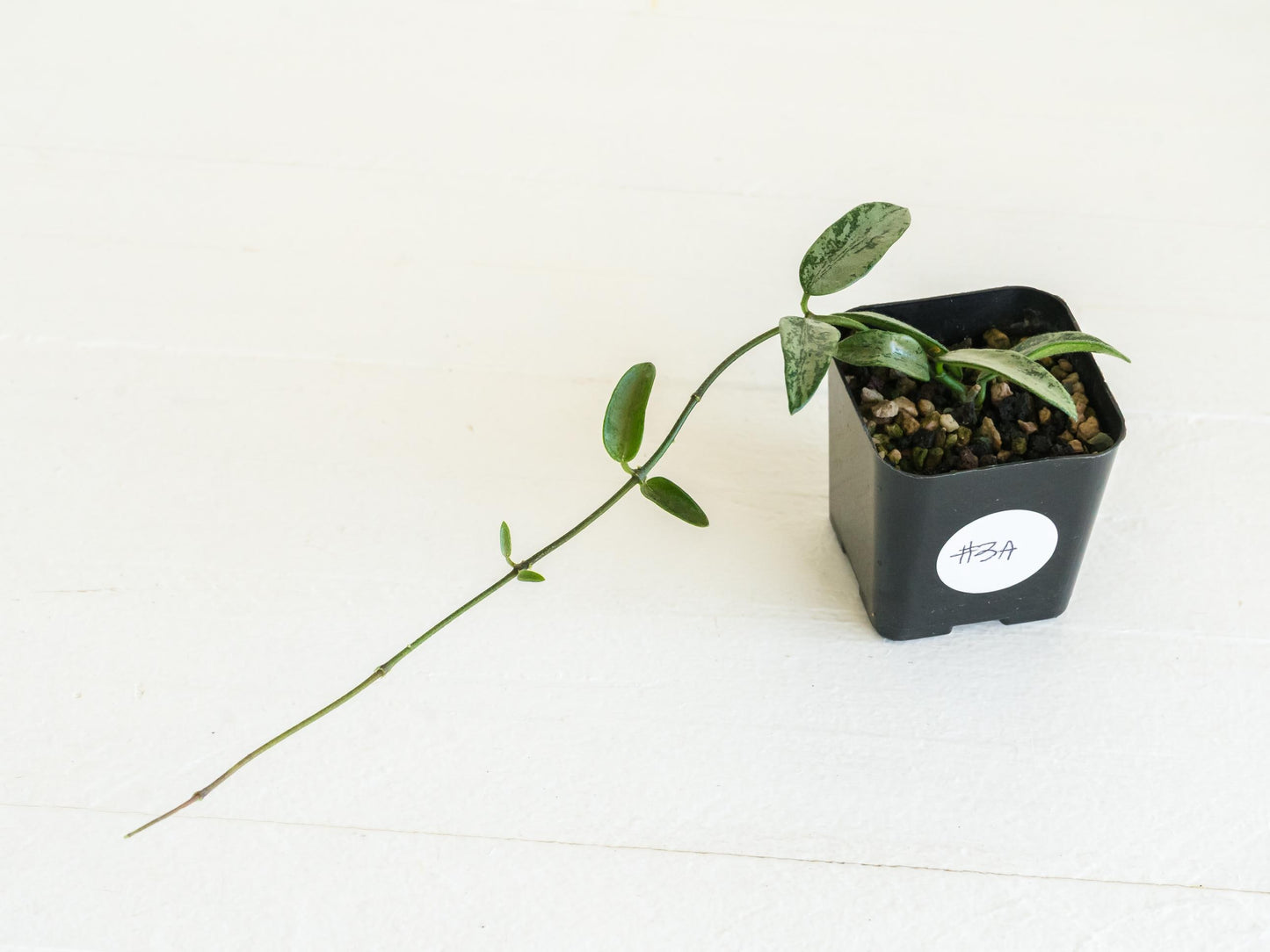 Hoya lima (Silver) | 2-Inch