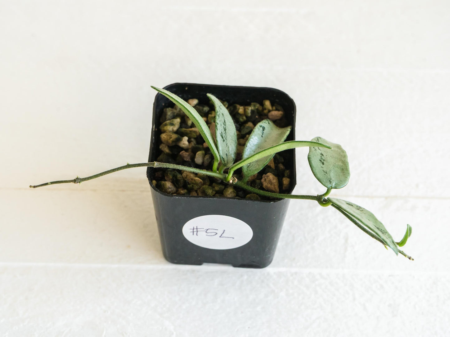 Hoya lima (Silver) | 2-Inch