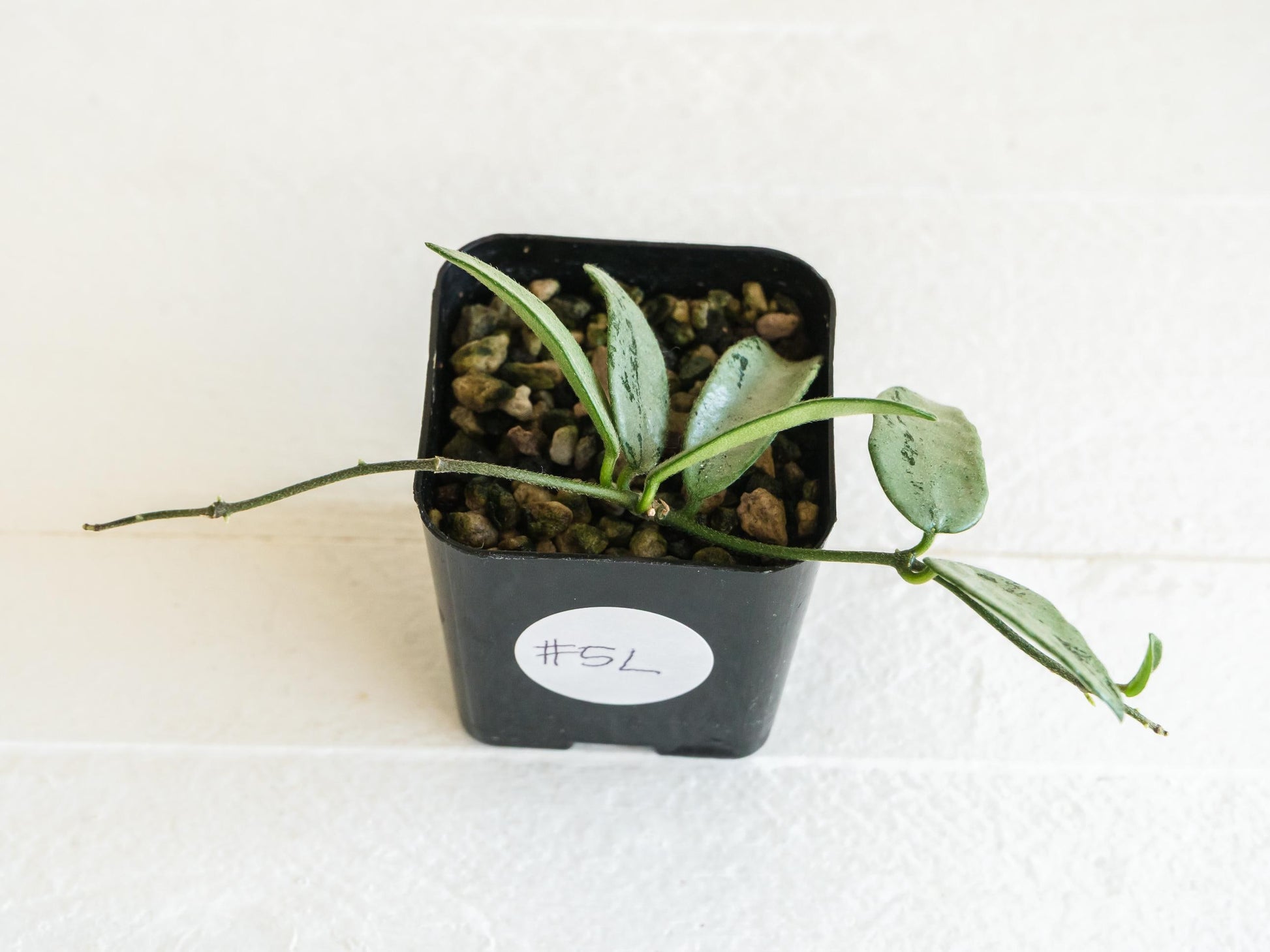 Hoya lima (Silver) | 2-Inch