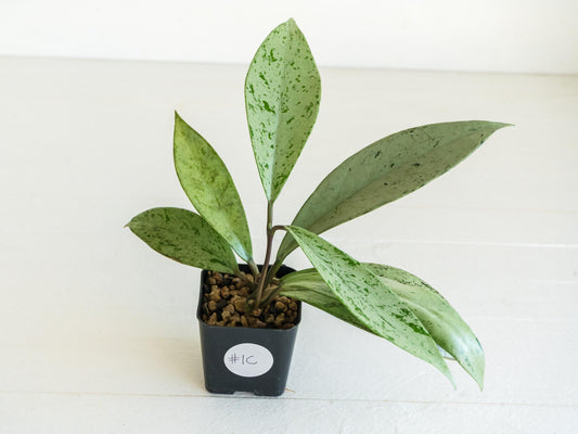 Hoya pubicalyx 'Pink Silver Ghost' | 2-Inch