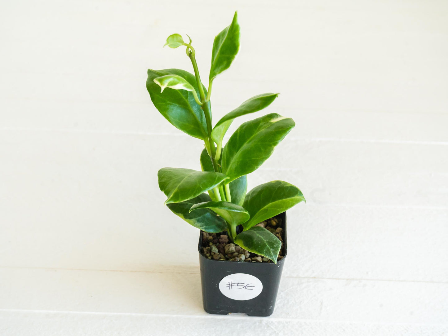 Hoya obscura (Albo | Outer Variegated) | 2-Inch