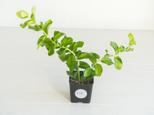 Hoya cumingiana (Inner Variegated) | 2-Inch