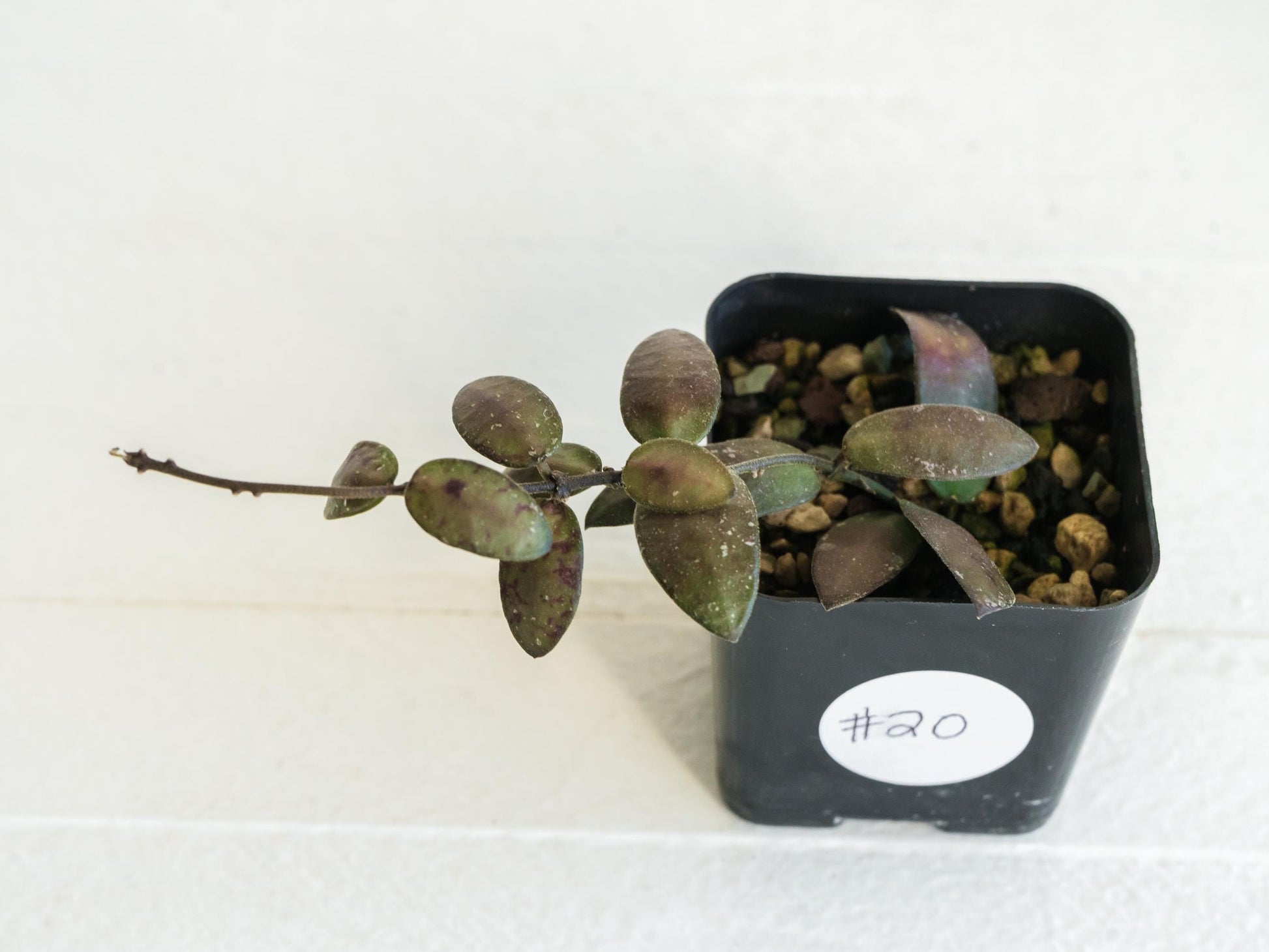 Hoya sigillatis 'Alas River' | 2-Inch