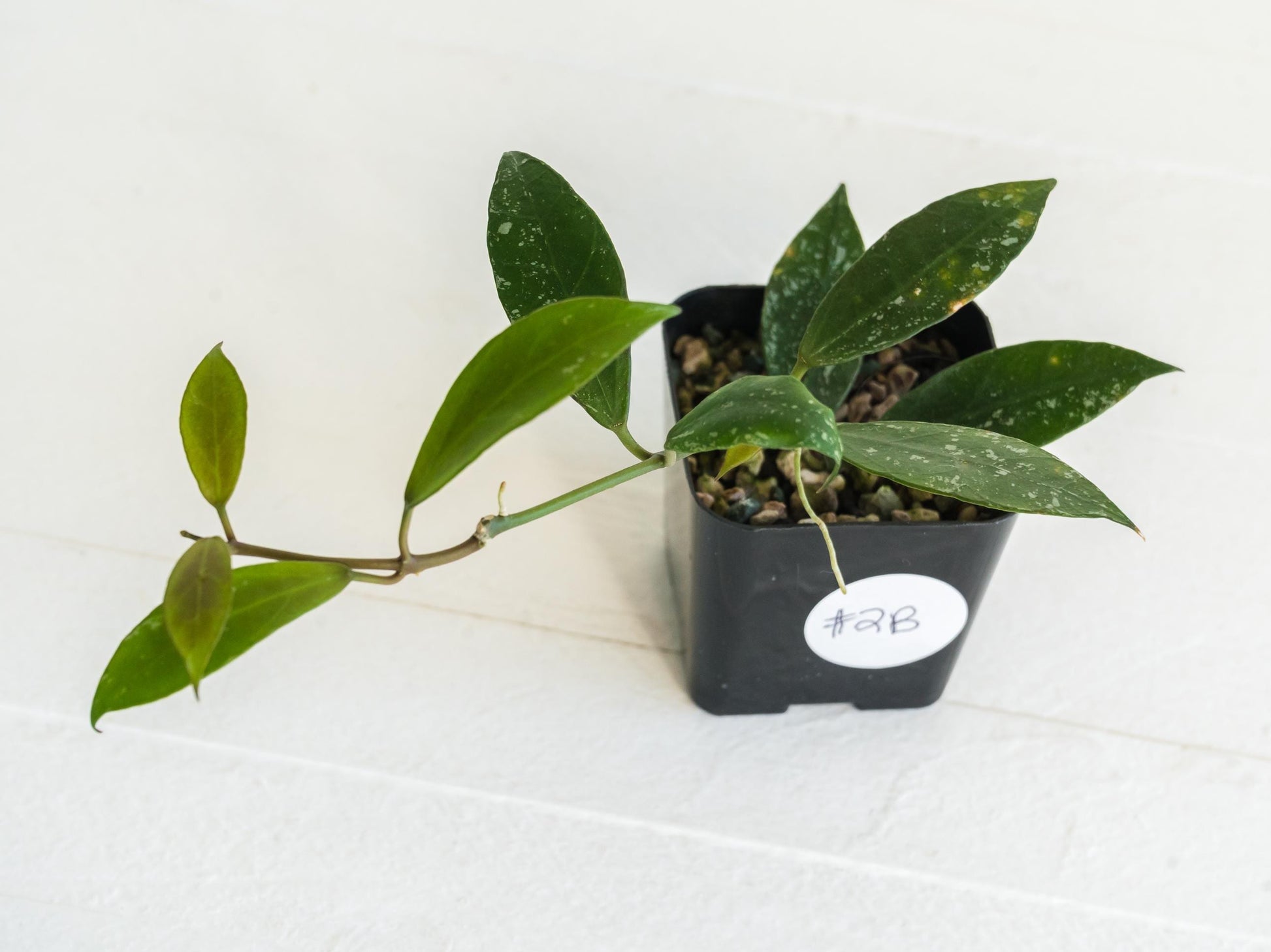 Hoya 'Rebecca' (Splash) | 2-Inch