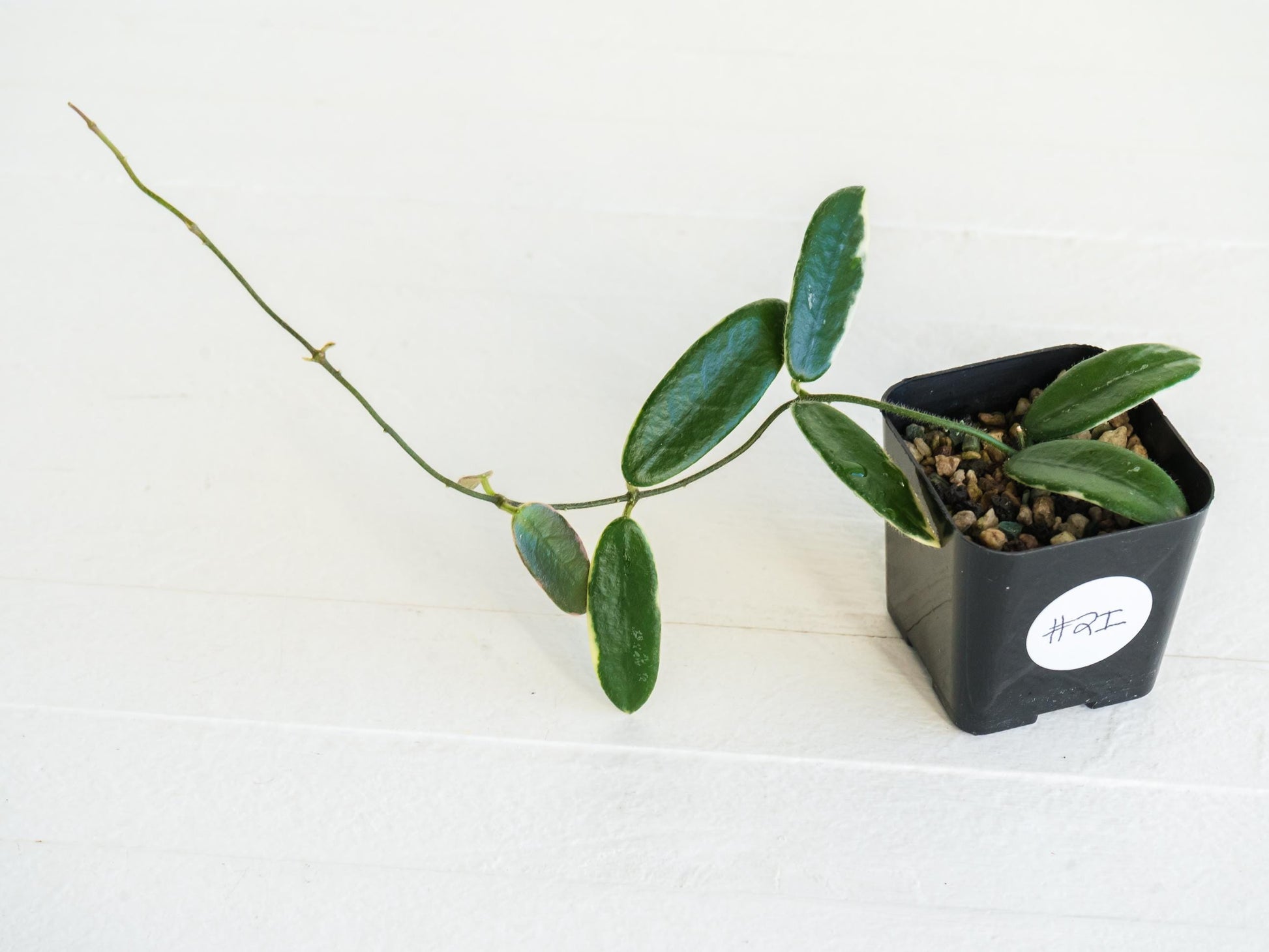 Hoya lyi 'Prism' (Pink Flower) | 2-Inch