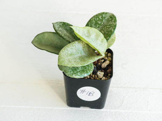 Hoya carnosa 'Nova Ghost' | 2-Inch