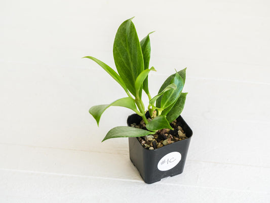 Hoya obscura (Silver) | 2-Inch