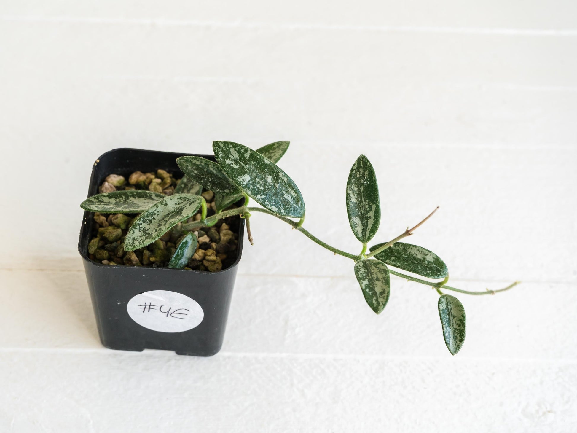 Hoya lima (Silver) | 2-Inch