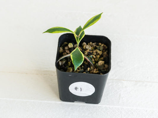 Hoya bakoensis (Outer Variegated - Albo) | 2-Inch