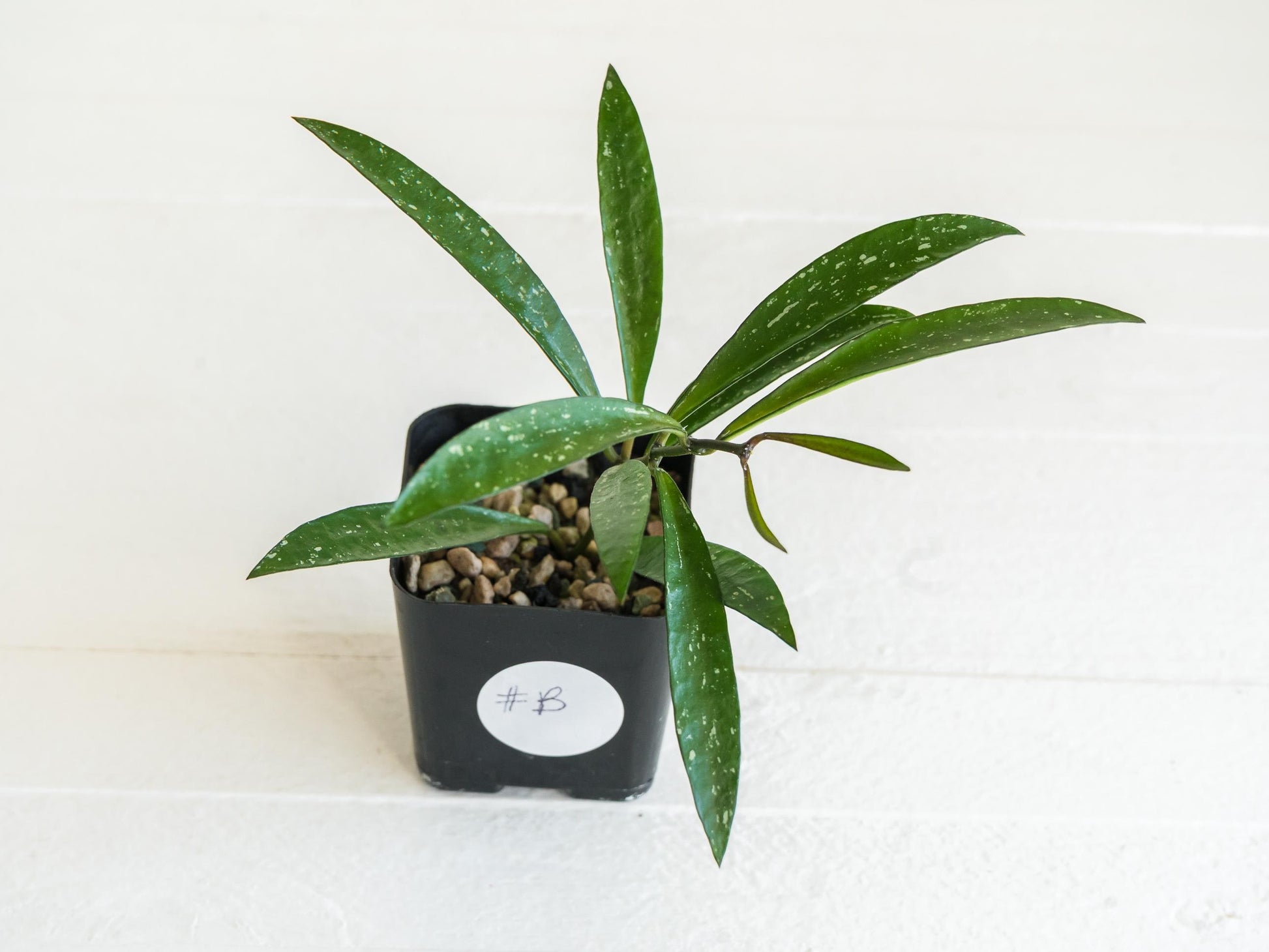 Hoya verticillata (Tanggamus Bamboo) | 2-Inch