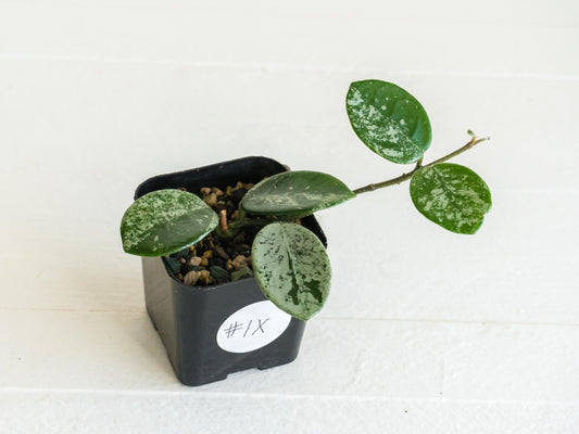 Hoya 'Mathilde' (Splash) | 2-Inch