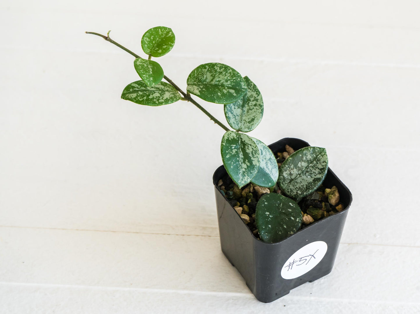 Hoya 'Mathilde' (Splash) | 2-Inch