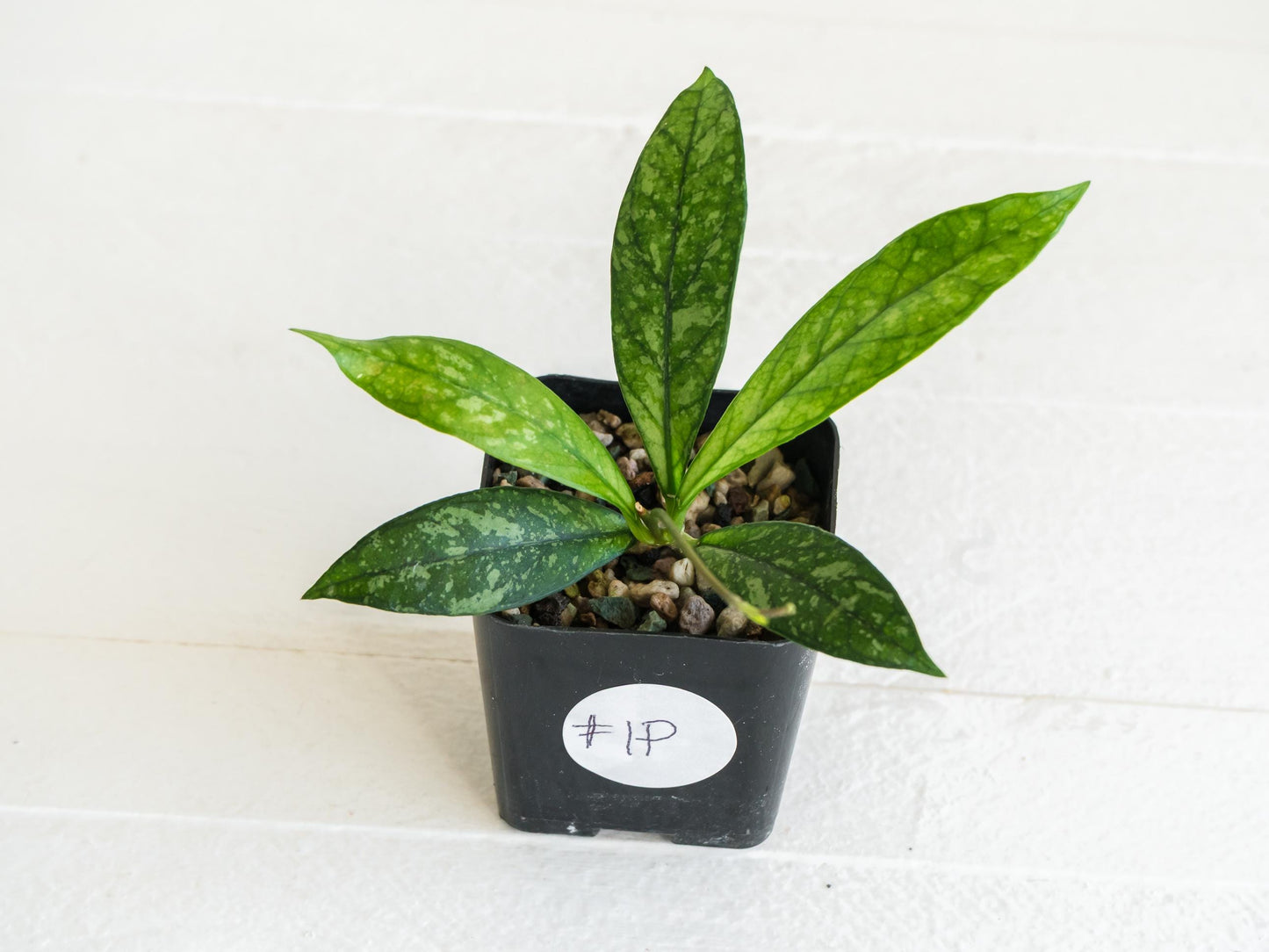 Hoya crassipetiolata (Splash) | 2-Inch