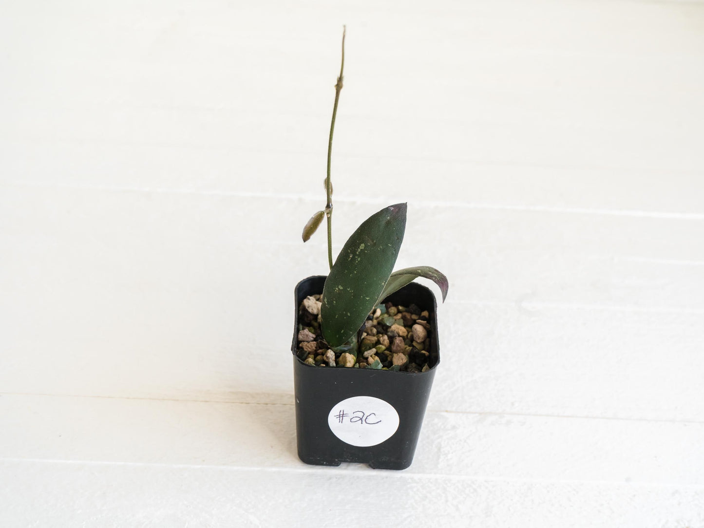 Hoya sabah 'Dragonfly' (EPC-960) | 2-Inch