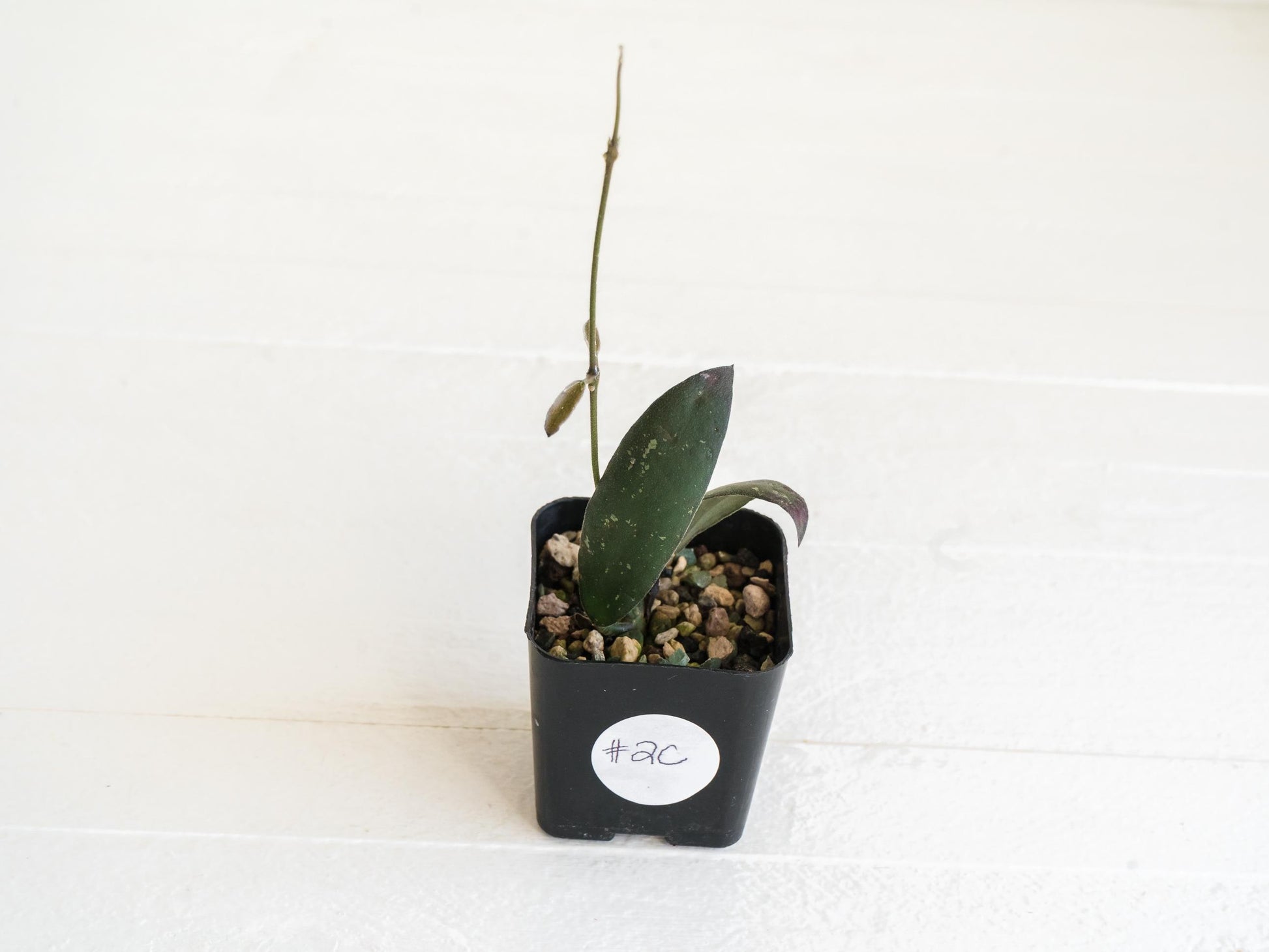 Hoya sabah 'Dragonfly' (EPC-960) | 2-Inch