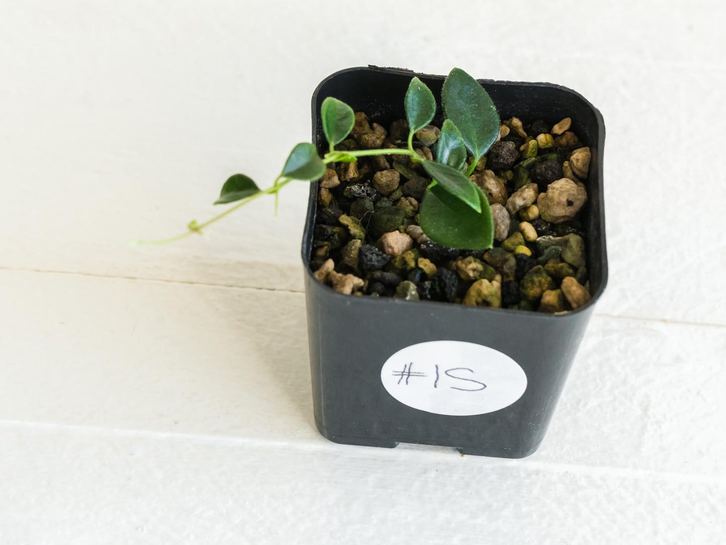 Hoya papua (PNG IM-08) | 2-Inch