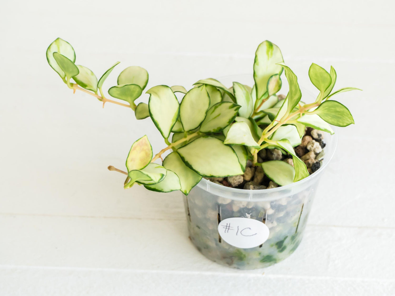 Hoya heuschkeliana (Inner Variegated) | 3-Inch