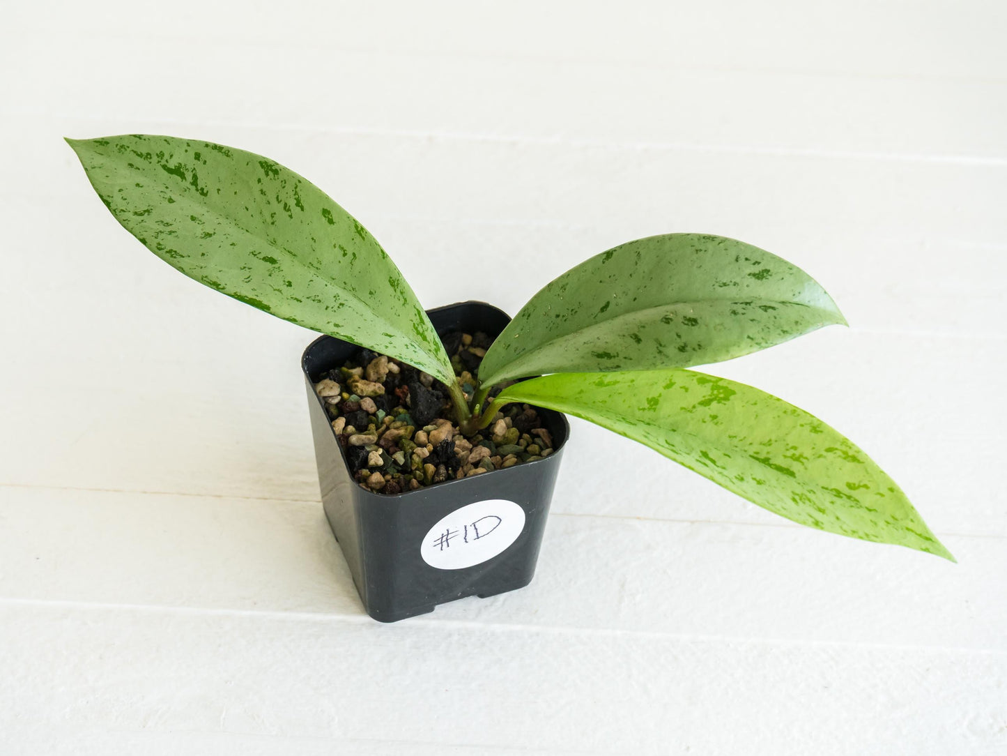 Hoya pubicalyx 'Pink Silver Ghost' | 2-Inch