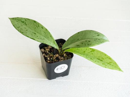 Hoya pubicalyx 'Pink Silver Ghost' | 2-Inch