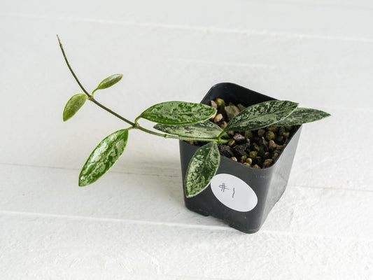 Hoya lima (Splash) | 2-Inch