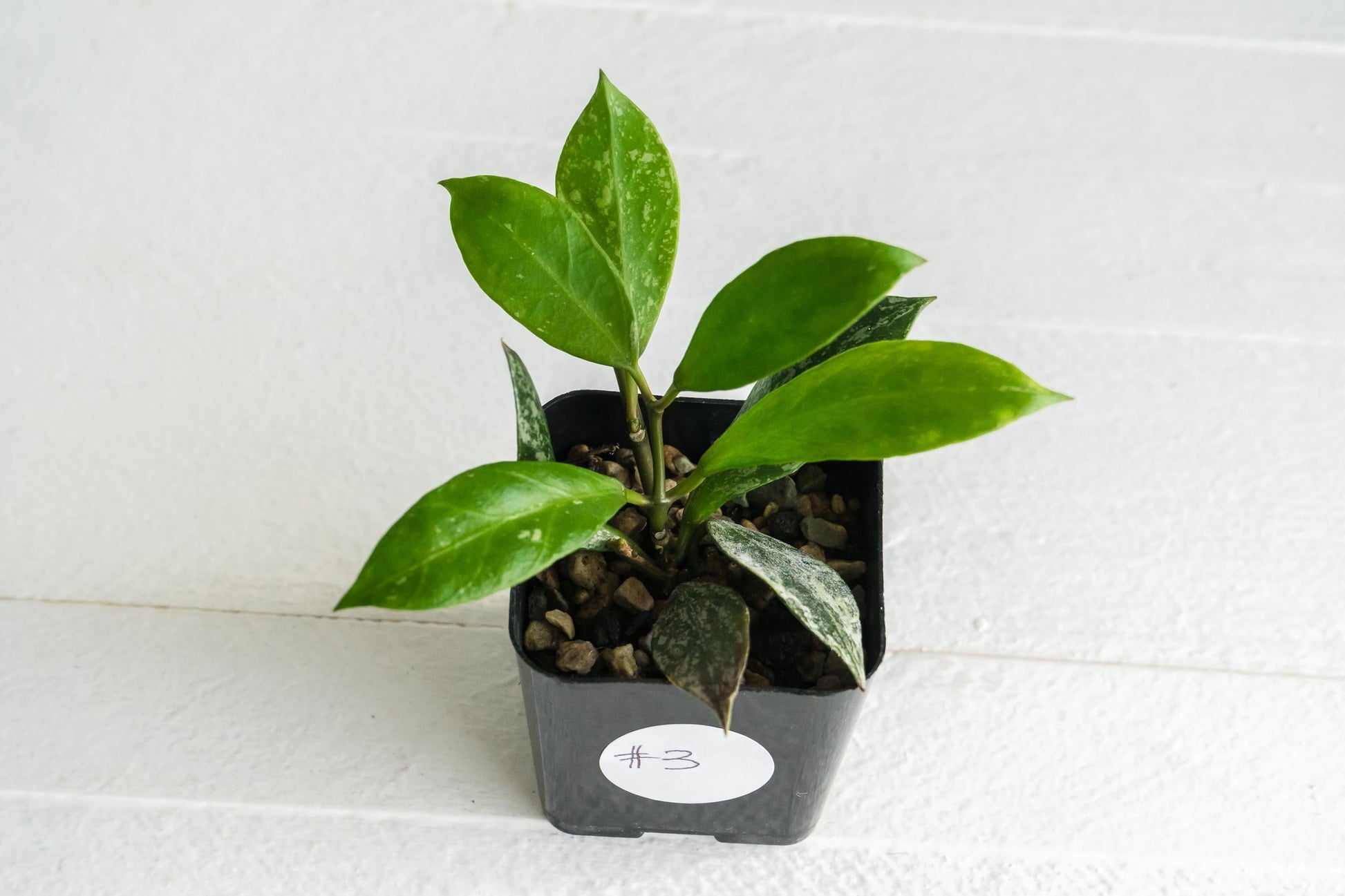 Hoya 'Rebecca' (Splash) | 2-Inch