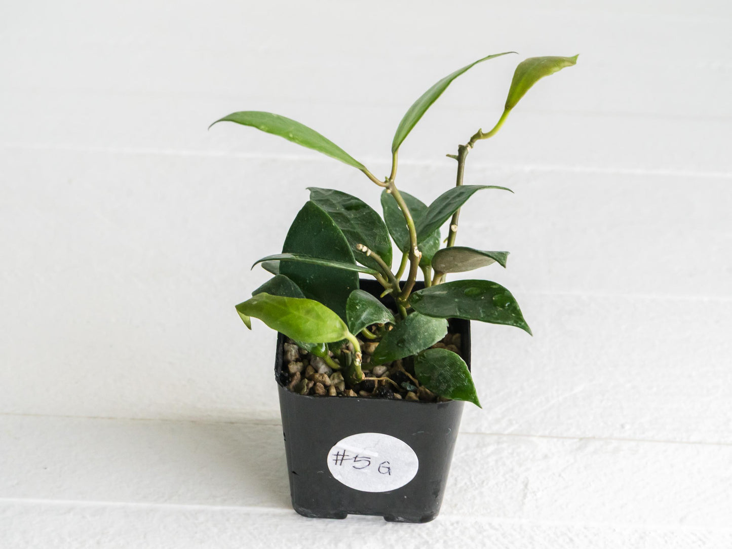 Hoya 'Rebecca' | 2-Inch