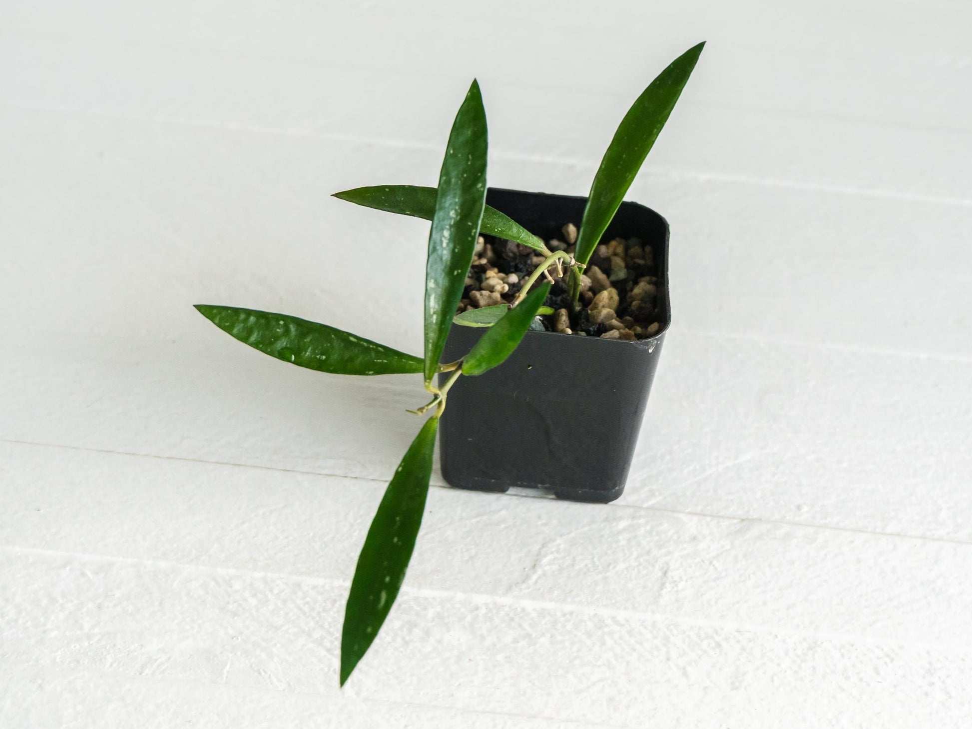 Hoya verticillata (Tanggamus Bamboo) | 2-Inch