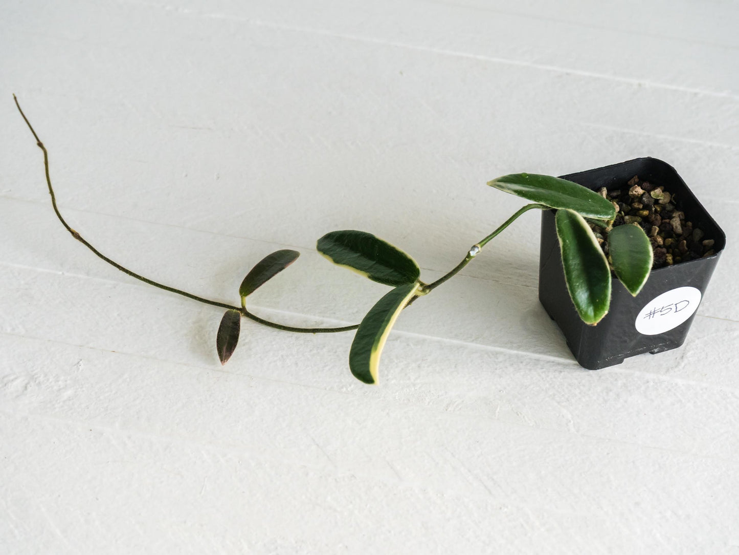 Hoya lyi 'Prism' (Pink Flower) | 2-Inch