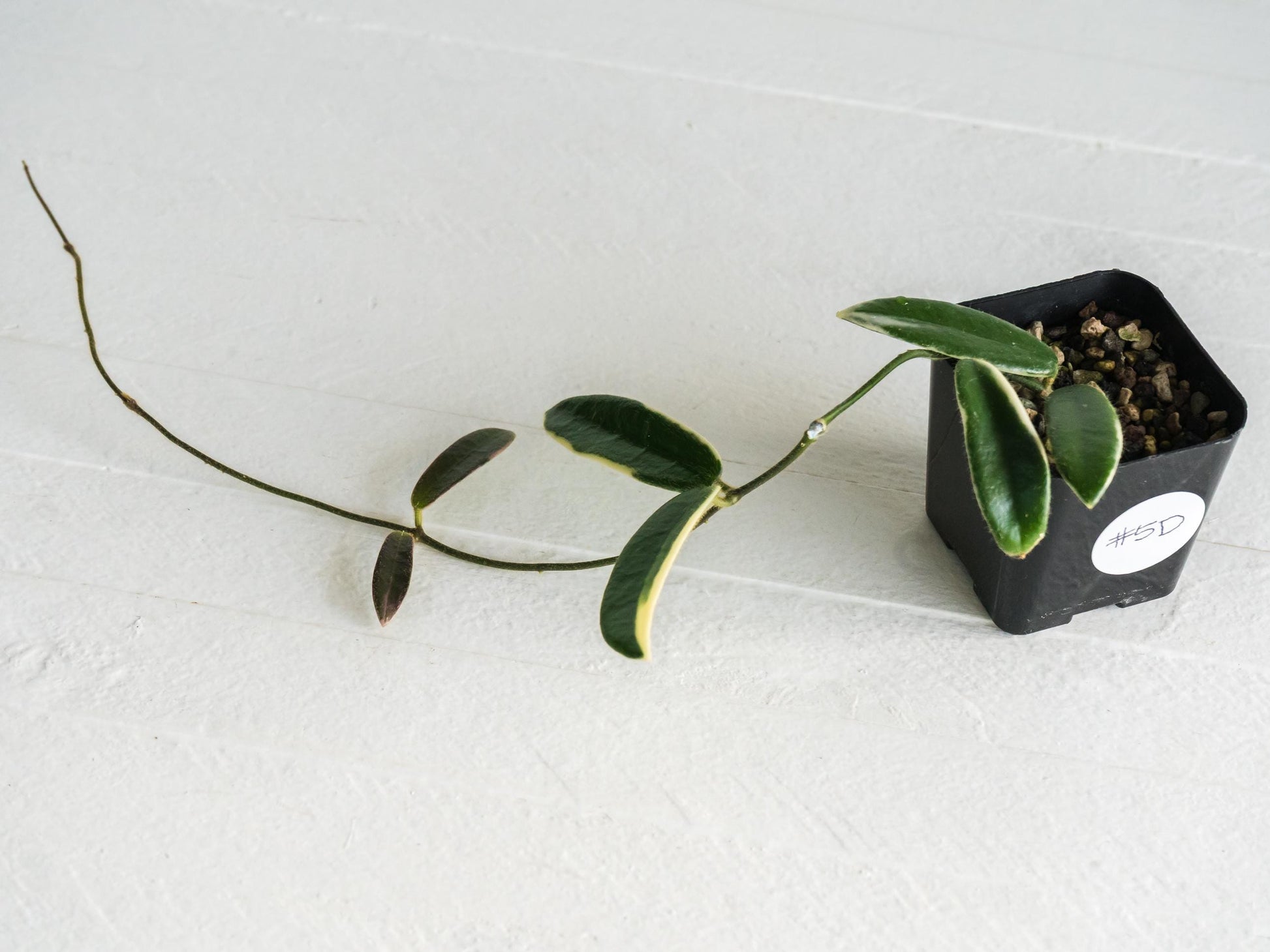 Hoya lyi 'Prism' (Pink Flower) | 2-Inch