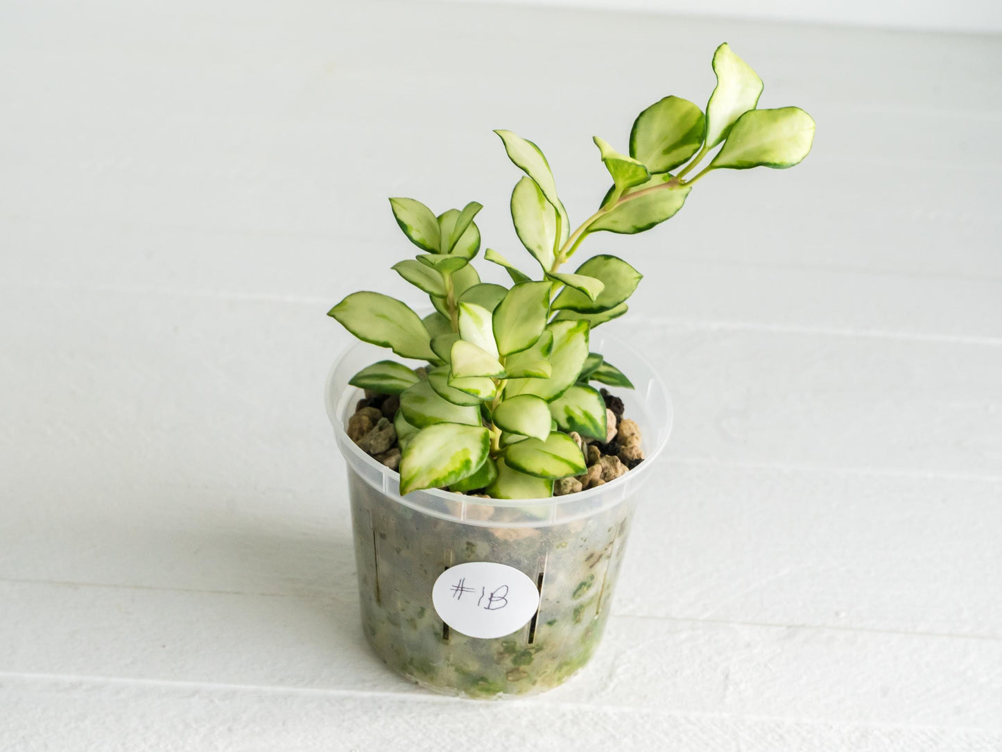 Hoya heuschkeliana (Inner Variegated) | 3-Inch