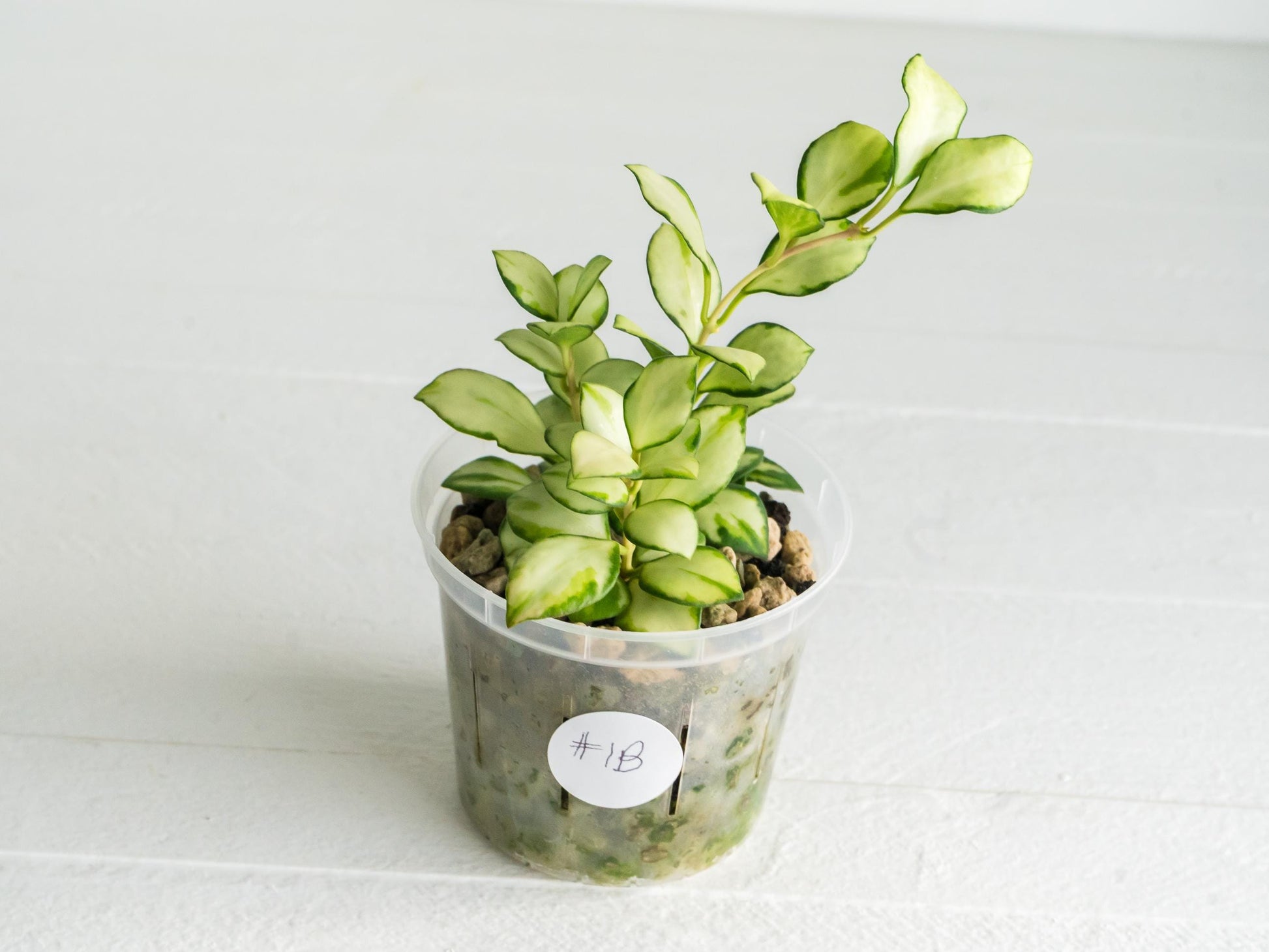 Hoya heuschkeliana (Inner Variegated) | 3-Inch