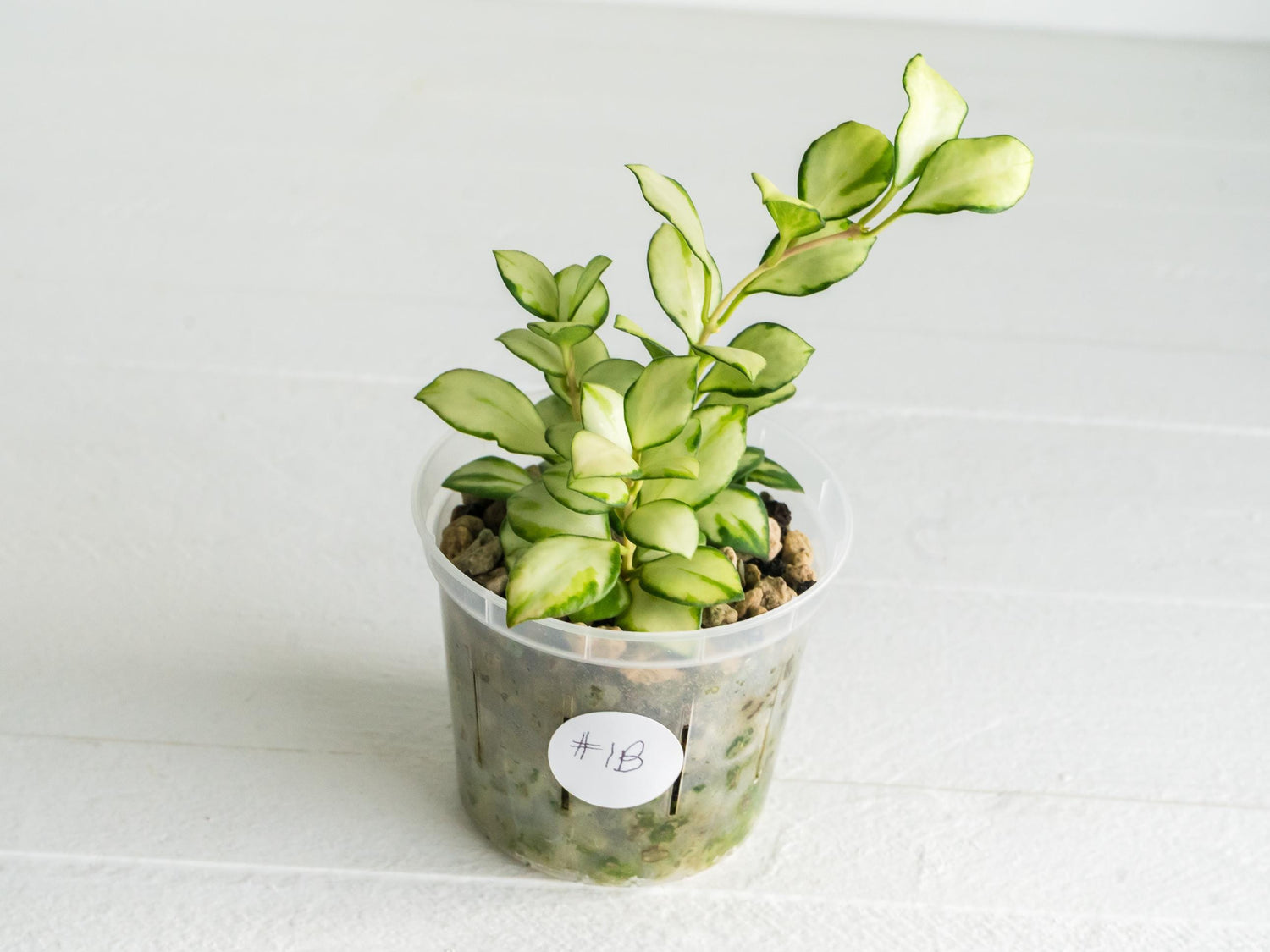 Hoya heuschkeliana (Inner Variegated) | 3-Inch