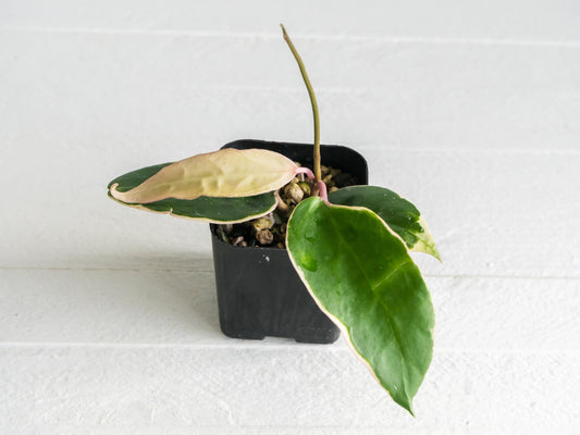 Hoya panglai (Outer Variegated/Albo)