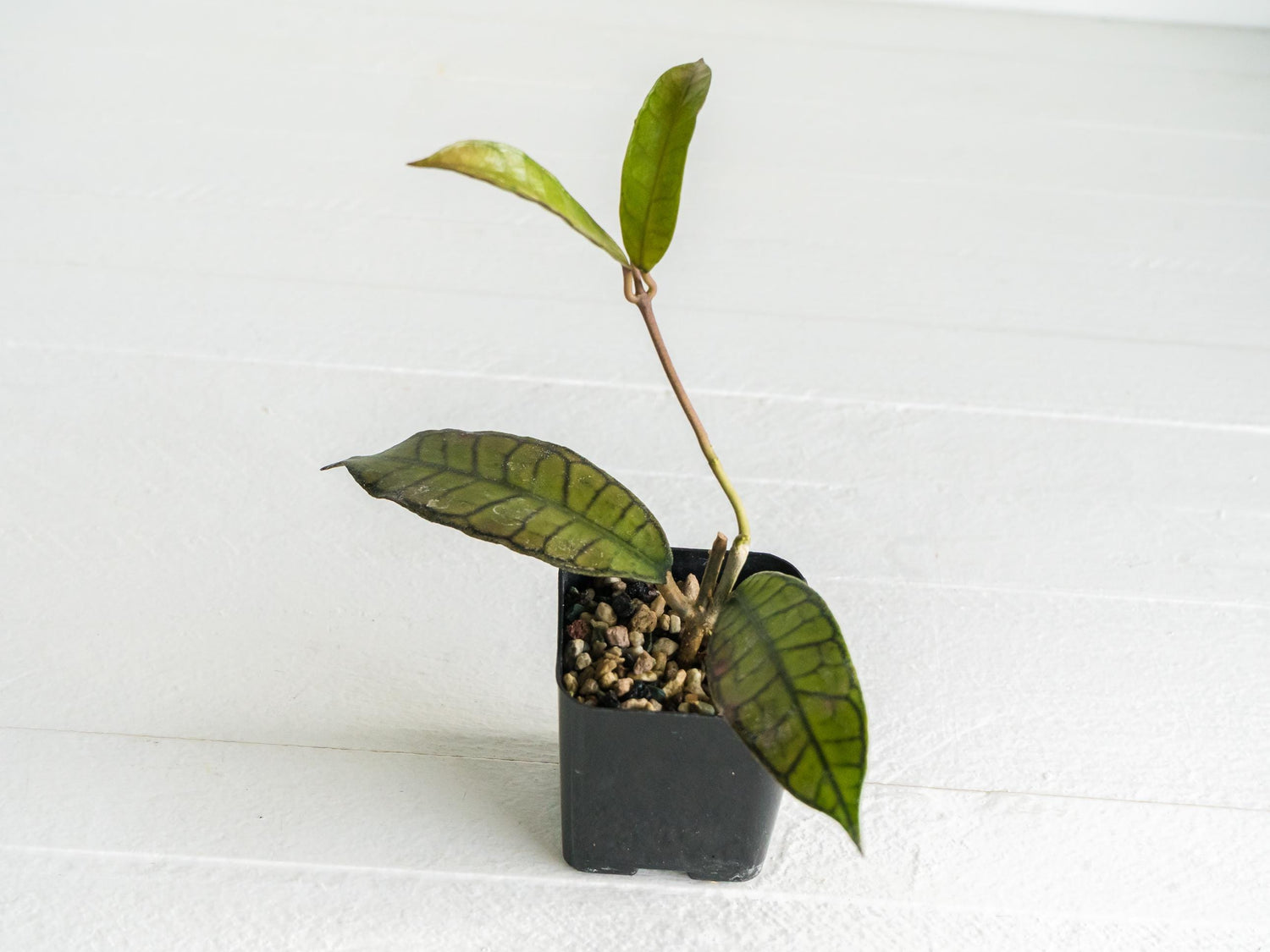 Hoya gunung gading | 2-Inch