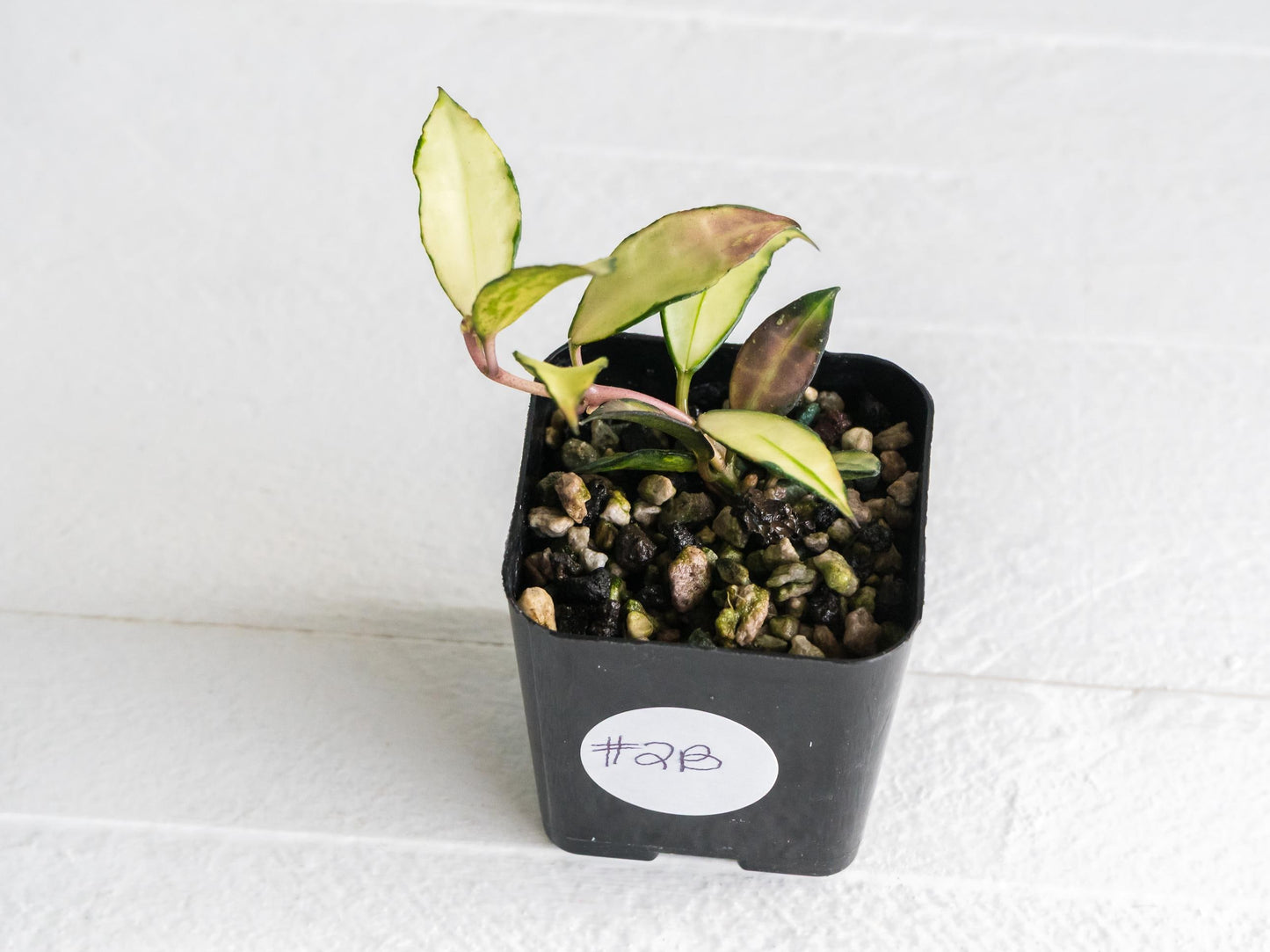 Hoya lacunosa 'Souma' | 2-Inch