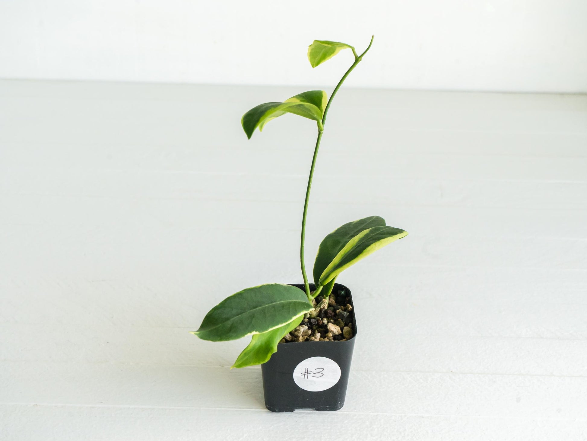 Hoya pimenteliana (Albo / Outer Variegated) | 2-Inch