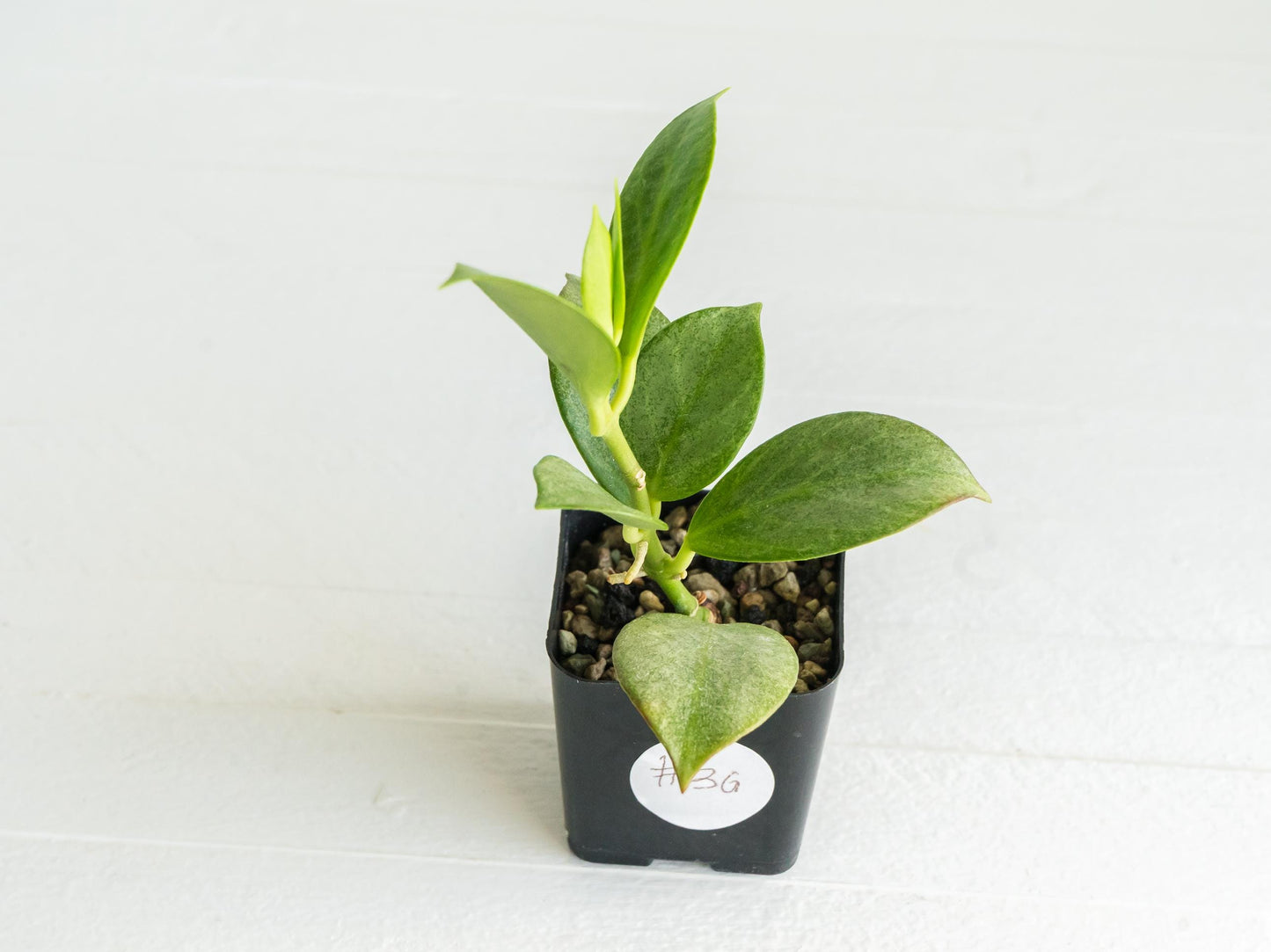 Hoya obscura (Silver) | 2-Inch