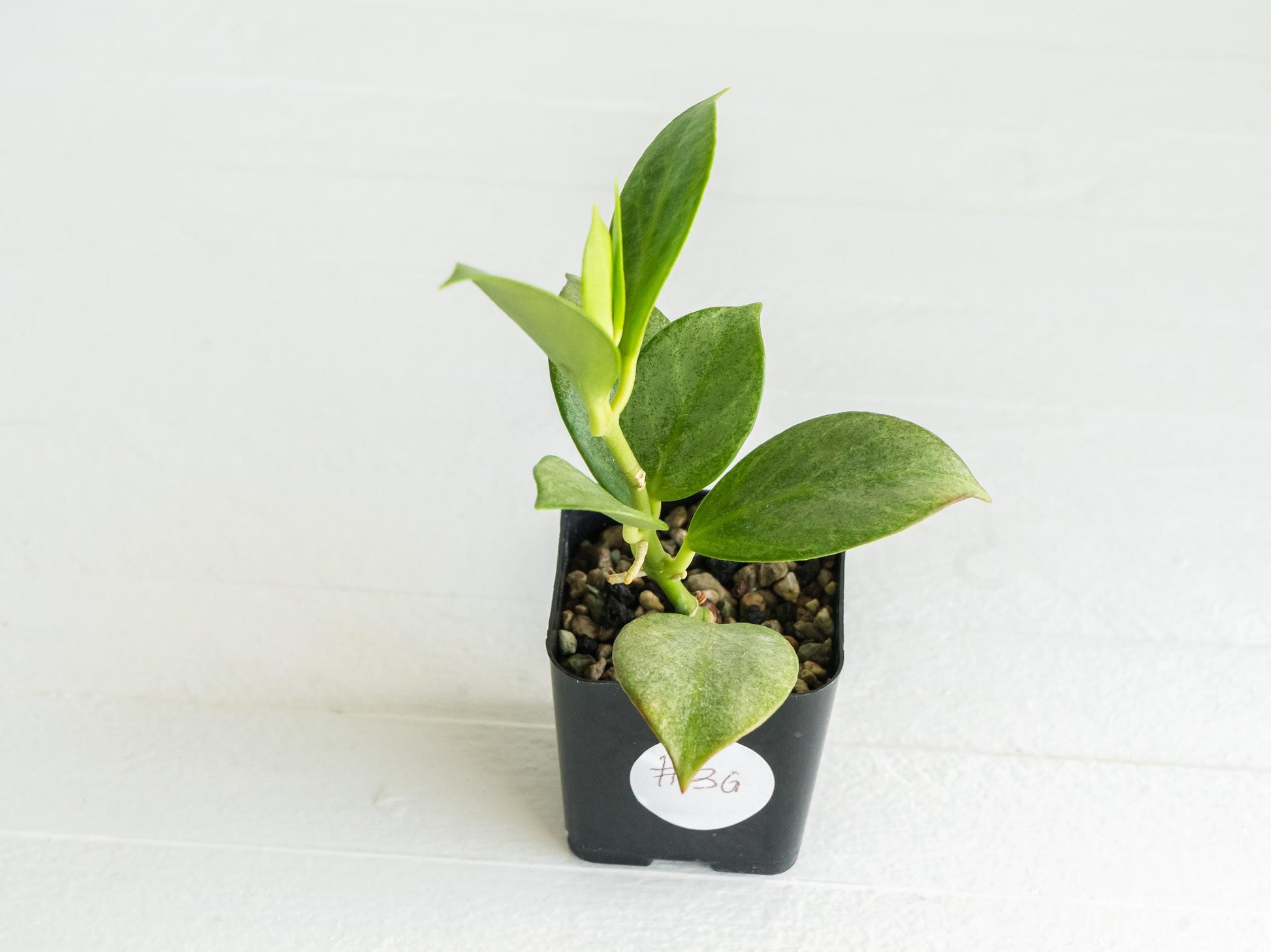 Hoya obscura (Silver) | 2-Inch