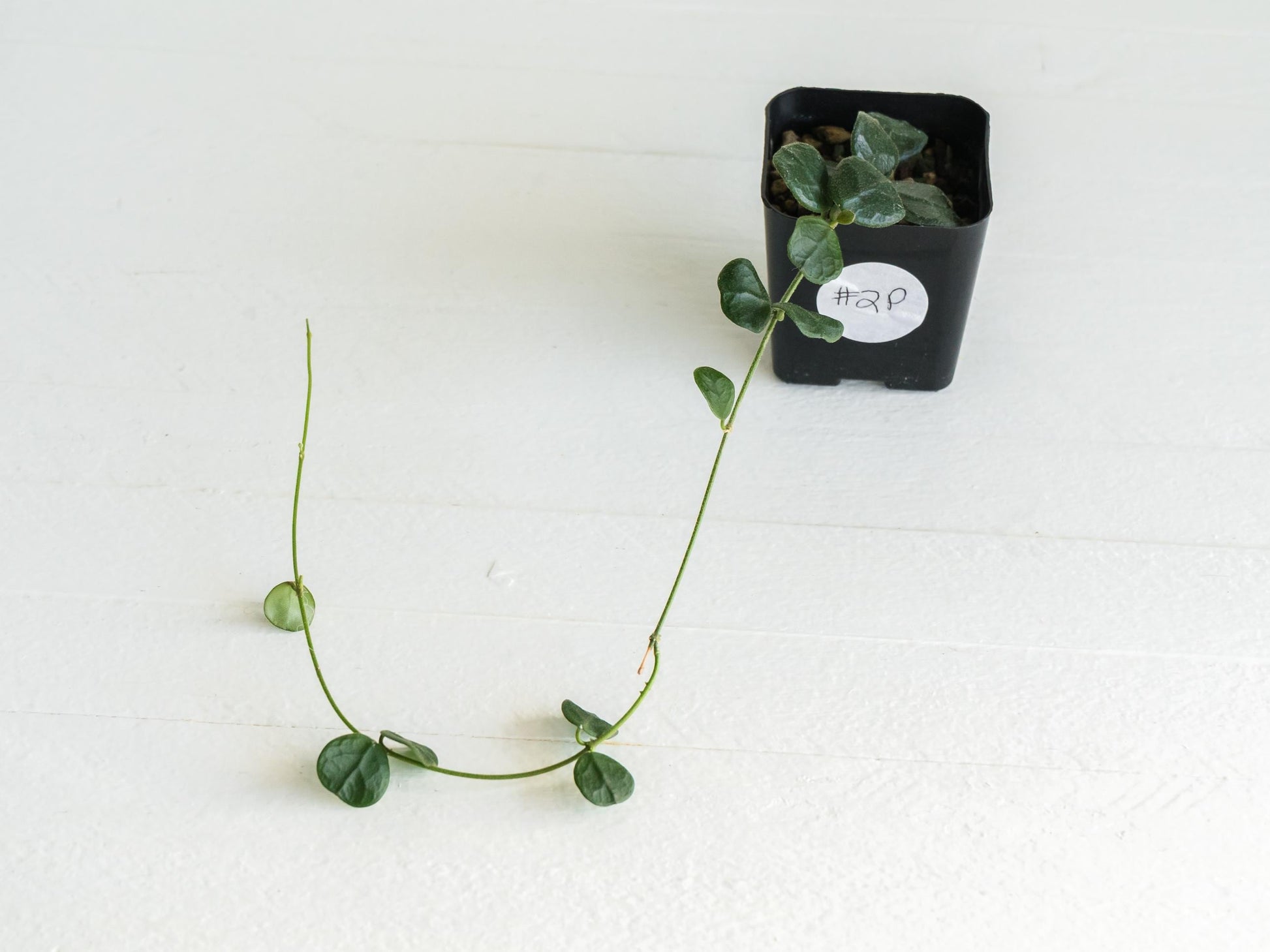 Hoya obcordata | 2-Inch