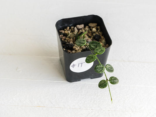 Hoya serpens (Splash) | 2-Inch