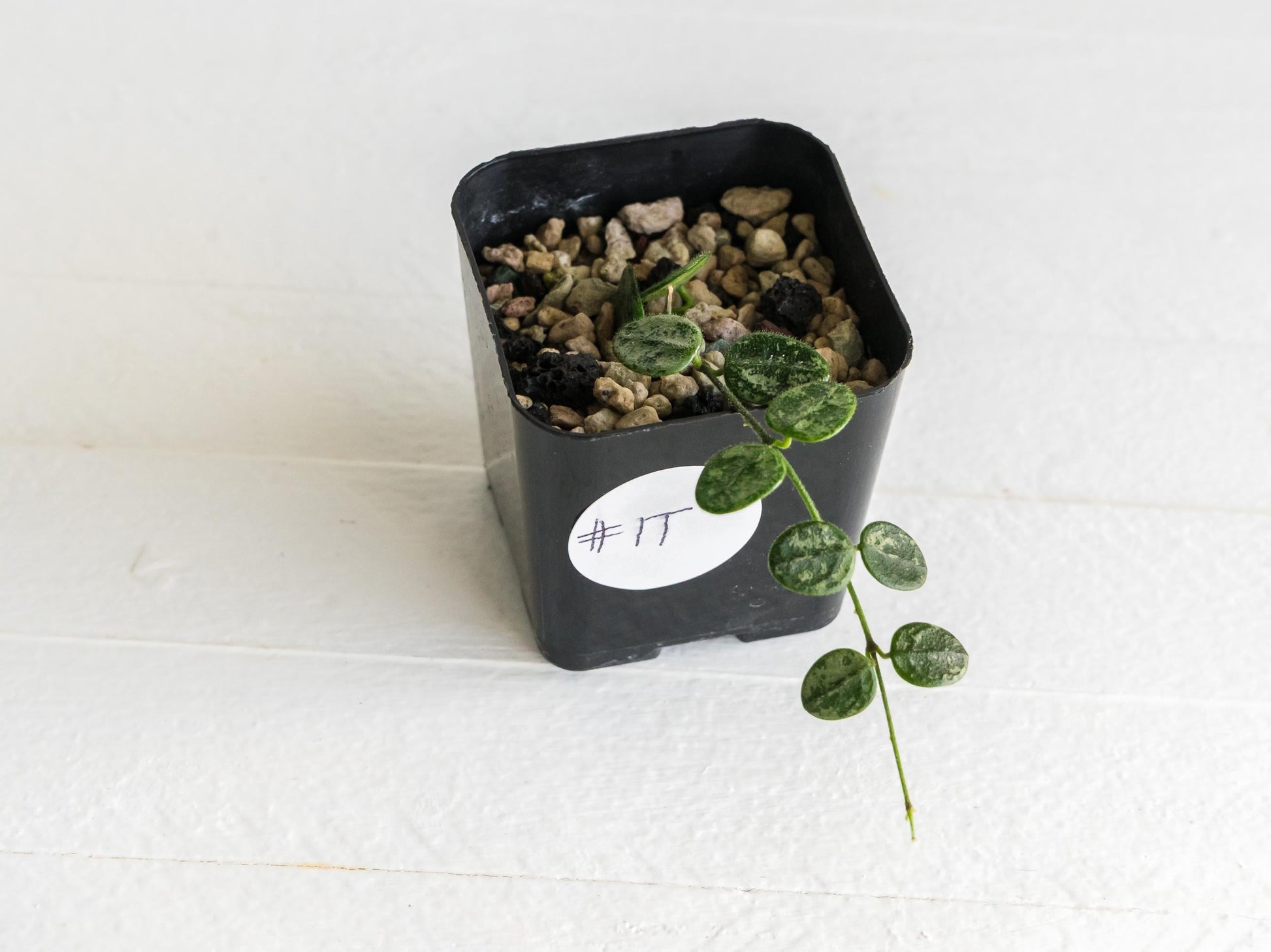 Hoya serpens (Splash) | 2-Inch